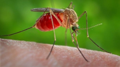 Steps to prevent spread of Zika