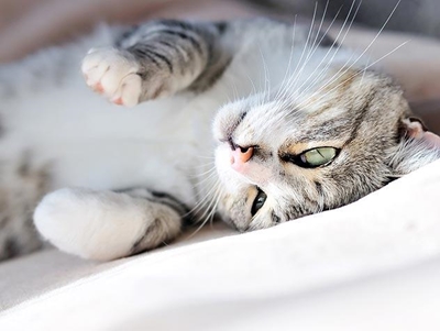 Catch a killer: Kidney disease in pets