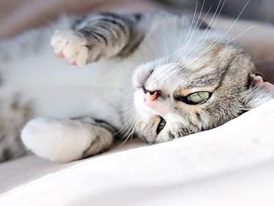 Catch a killer: Kidney disease in pets