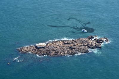 Super squid spotted in Mossel Bay