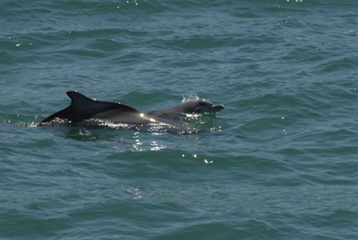 Rare Humpback dolphin spotted in Witsand