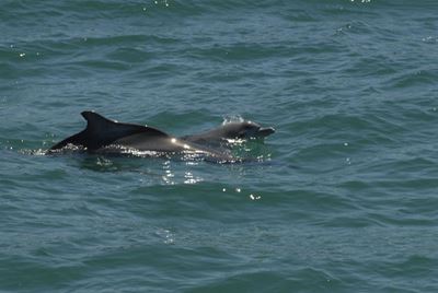 Rare Humpback dolphin spotted in Witsand