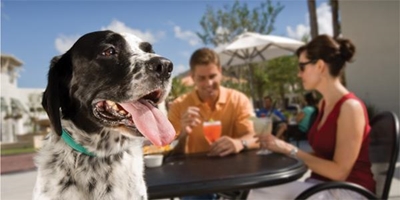 Legislation governing animals in food premises