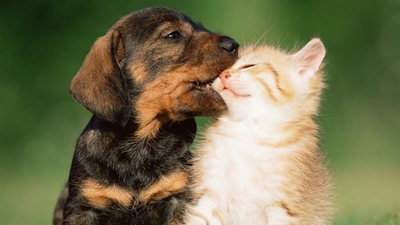 Why sterilise your pet?
