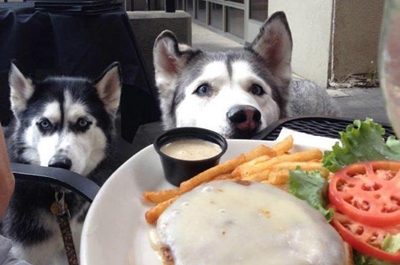 Legislation on animals in food premises
