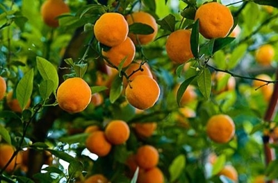 Multi-million rand fund for emerging farmers