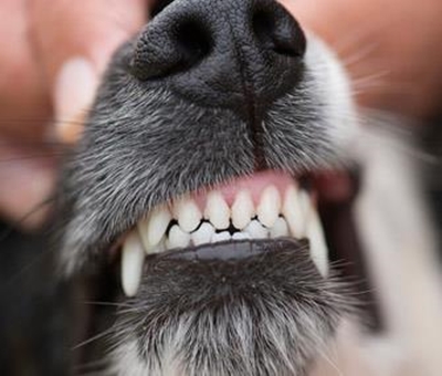 Man's best friend, but be careful