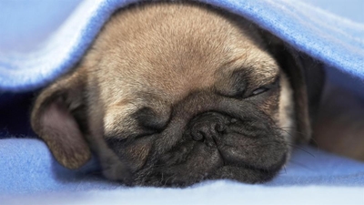 SPCA needs your old blankets