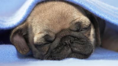 SPCA needs your old blankets