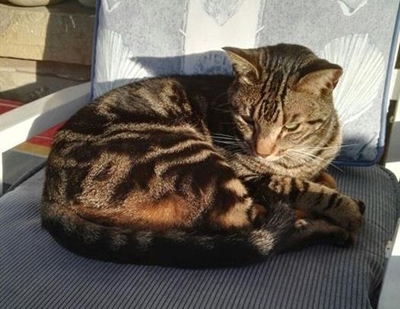 Cat looking for it's owner