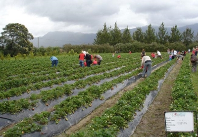 Strawberry farm needs your votes
