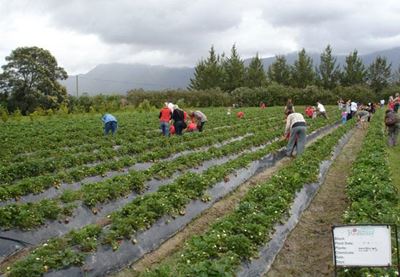 Strawberry farm needs your votes