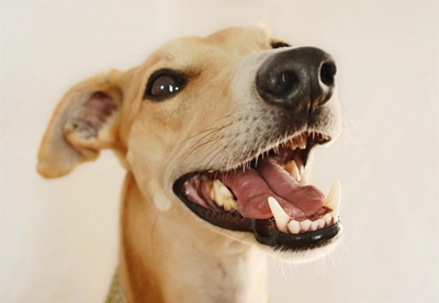Don't neglect your pet's teeth