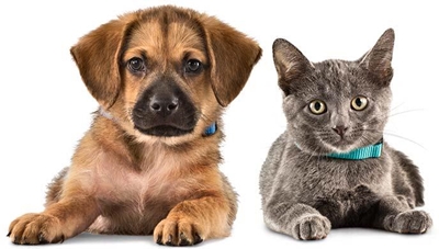 Enter animal welfare calendar competition