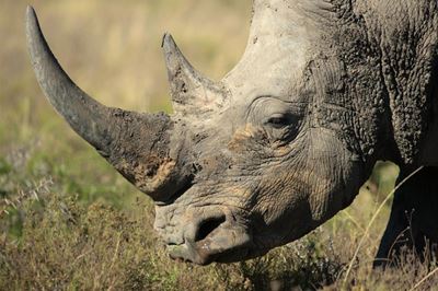 Comments on field guide caught with rhino horn