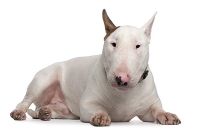 Beware: Dog thieves active in George