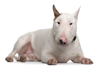 Beware: Dog thieves active in George