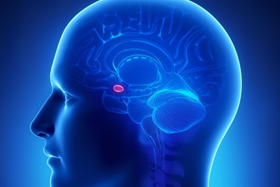 The Amygdala and exercise