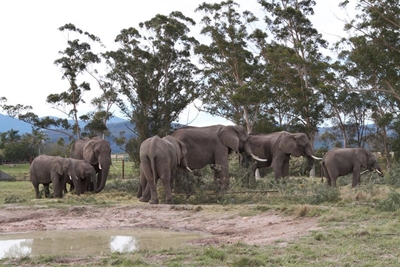 Knysna Elephant Park saga continues