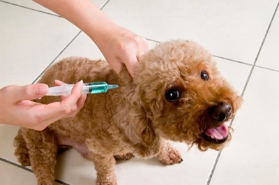 Rabies almost always fatal