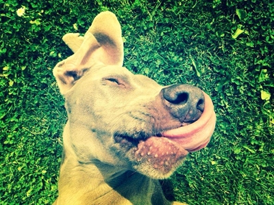 Food that dogs should not eat