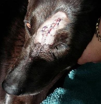 Hond deur bobbejaan aangeval