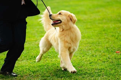Bring eer aan honde kankerlyers