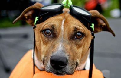 Paws Run on Sunday for SPCA