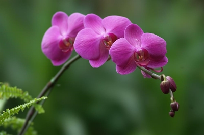 Orchid Spring Show next week