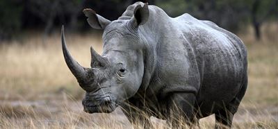 Run for the rhino