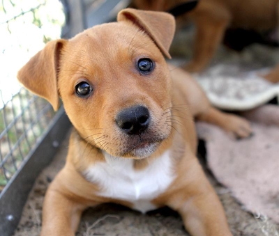 'Don't buy puppies off the street'