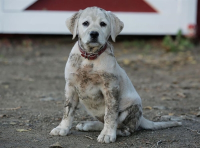 Report lost pets, don't keep them