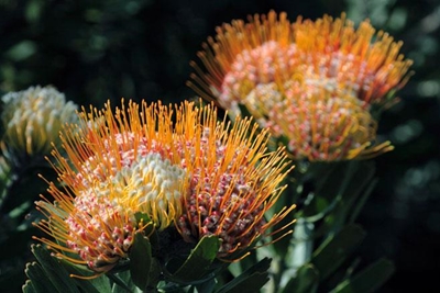 Kango-tuinsafari in Oktober