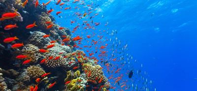 Celebrate marine life in October