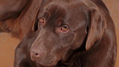 SPCA's many special units explained