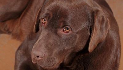SPCA's many special units explained