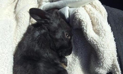 Bunny for sale ends up with broken neck