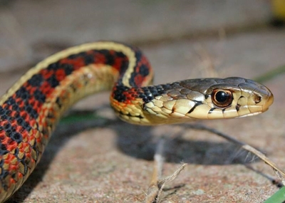 What to do when you do encounter a snake
