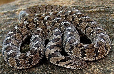 Tips on what to do when you see a snake