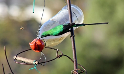 Sugar water 'for the birds'
