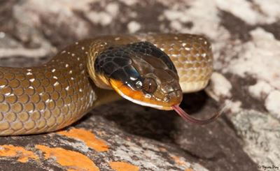 It'sssss snake season