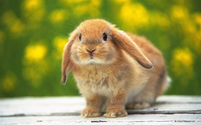 Garden Route SPCA appeals to the public not to buy rabbits
