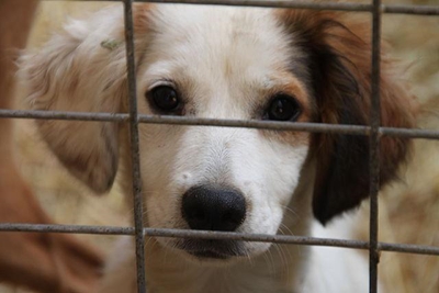 Christmas, the worst time for animals