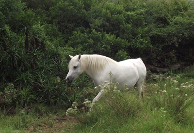Local pony mare makes history