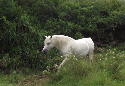 Local pony mare makes history