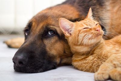 Do not give pets as gifts this Christmas