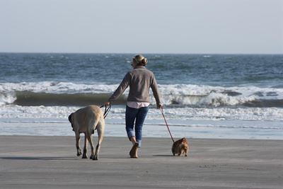 Where to walk your dog