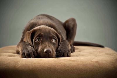 All animals are terrified of fireworks
