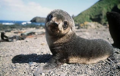 Seal pups in distress on Mossel Bay beaches