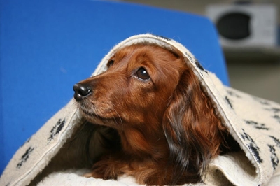 Fireworks wreak havoc on animals